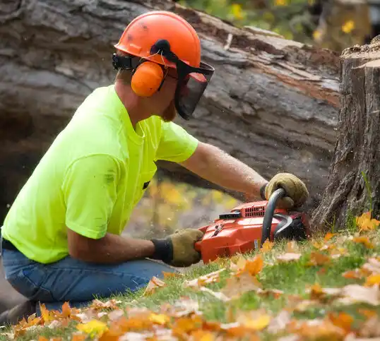 tree services Millbury